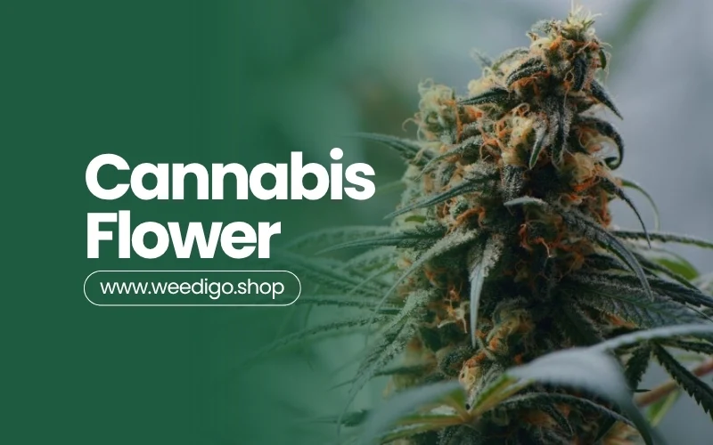 Cannabis flower beginner guide featured image