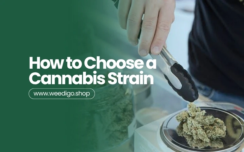 Choosing a cannabis strain guide