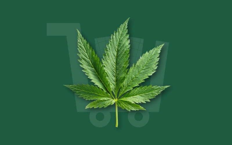 Cannabis Education